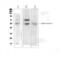 Amylase Alpha 1C (Salivary) antibody, PA5-78772, Invitrogen Antibodies, Western Blot image 