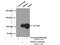 Solute Carrier Family 25 Member 4 antibody, 23929-1-AP, Proteintech Group, Immunoprecipitation image 