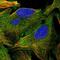 Katanin Regulatory Subunit B1 antibody, NBP1-87413, Novus Biologicals, Immunofluorescence image 