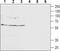 Gamma-Aminobutyric Acid Type A Receptor Delta Subunit antibody, PA5-77408, Invitrogen Antibodies, Western Blot image 