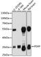 Pyridoxal Phosphatase antibody, 16-949, ProSci, Western Blot image 