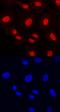 ETS Variant 5 antibody, MAB7107, R&D Systems, Immunofluorescence image 