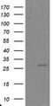 Proteasome Subunit Alpha 6 antibody, TA800109AM, Origene, Western Blot image 