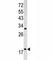 ADP Ribosylation Factor 3 antibody, F49726-0.4ML, NSJ Bioreagents, Western Blot image 