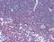 CD177 Molecule antibody, orb87810, Biorbyt, Immunohistochemistry paraffin image 