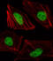 T-Box 15 antibody, abx030360, Abbexa, Western Blot image 