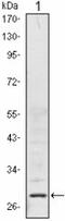 Acidic Nuclear Phosphoprotein 32 Family Member A antibody, LS-C171326, Lifespan Biosciences, Western Blot image 