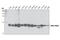 NME/NM23 Nucleoside Diphosphate Kinase 1 antibody, 5389S, Cell Signaling Technology, Western Blot image 