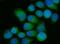 OS9 Endoplasmic Reticulum Lectin antibody, A04158-1, Boster Biological Technology, Immunofluorescence image 