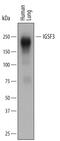 Immunoglobulin Superfamily Member 3 antibody, AF4788, R&D Systems, Western Blot image 