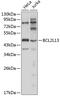 BCL2 Like 13 antibody, GTX55532, GeneTex, Western Blot image 