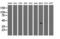 Thiopurine S-Methyltransferase antibody, LS-C115096, Lifespan Biosciences, Western Blot image 