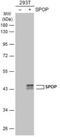 Speckle-type POZ protein antibody, NBP1-33090, Novus Biologicals, Western Blot image 