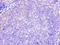 hA6RP antibody, LS-C377945, Lifespan Biosciences, Immunohistochemistry frozen image 