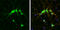 GIT ArfGAP 1 antibody, GTX133292, GeneTex, Immunofluorescence image 