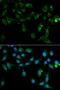 Toll Interacting Protein antibody, orb136912, Biorbyt, Immunofluorescence image 