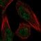 Family With Sequence Similarity 189 Member A1 antibody, NBP1-93631, Novus Biologicals, Immunofluorescence image 