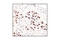 Baculoviral IAP Repeat Containing 5 antibody, 2808P, Cell Signaling Technology, Immunohistochemistry paraffin image 