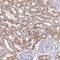 Proline Rich And Gla Domain 3 antibody, NBP2-31832, Novus Biologicals, Immunohistochemistry frozen image 