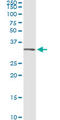 Annexin A5 antibody, LS-B5377, Lifespan Biosciences, Immunoprecipitation image 