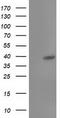 TBC1 Domain Family Member 21 antibody, LS-C173394, Lifespan Biosciences, Western Blot image 