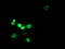 Myocyte Enhancer Factor 2C antibody, LS-C172621, Lifespan Biosciences, Immunofluorescence image 