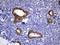 Phytanoyl-CoA Dioxygenase Domain Containing 1 antibody, LS-C792761, Lifespan Biosciences, Immunohistochemistry paraffin image 