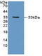 Protein Tyrosine Kinase 6 antibody, LS-C703971, Lifespan Biosciences, Western Blot image 
