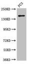 KIAA0634 antibody, CSB-PA002252LA01HU, Cusabio, Western Blot image 