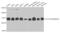 Tyrosine 3-Monooxygenase/Tryptophan 5-Monooxygenase Activation Protein Zeta antibody, AHP2426, Bio-Rad (formerly AbD Serotec) , Western Blot image 