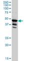 LIM Domain Binding 2 antibody, H00009079-M01, Novus Biologicals, Western Blot image 