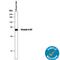 Vitamin D antibody, AF4188, R&D Systems, Western Blot image 