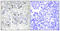 TEA Domain Transcription Factor 2 antibody, GTX34260, GeneTex, Immunohistochemistry paraffin image 
