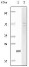 Fibulin 5 antibody, MA5-15293, Invitrogen Antibodies, Western Blot image 