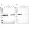 Eukaryotic Translation Initiation Factor 3 Subunit I antibody, PA5-56301, Invitrogen Antibodies, Western Blot image 