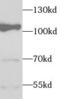 Elongin A antibody, FNab08550, FineTest, Western Blot image 