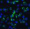 TNF receptor-associated factor 2 antibody, 3663, ProSci Inc, Immunofluorescence image 