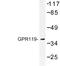 G Protein-Coupled Receptor 119 antibody, LS-C177093, Lifespan Biosciences, Western Blot image 