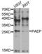 Progestagen Associated Endometrial Protein antibody, abx004400, Abbexa, Western Blot image 