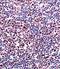 RUNX Family Transcription Factor 2 antibody, PA5-14816, Invitrogen Antibodies, Immunohistochemistry frozen image 