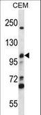 Minichromosome Maintenance Complex Component 4 antibody, LS-C164093, Lifespan Biosciences, Western Blot image 