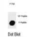 c-Kit antibody, abx032168, Abbexa, Dot Blot image 