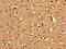 Basic Leucine Zipper Nuclear Factor 1 antibody, LS-C677302, Lifespan Biosciences, Immunohistochemistry paraffin image 