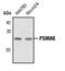 Proteasome Subunit Alpha 6 antibody, PA5-17296, Invitrogen Antibodies, Western Blot image 