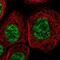 DEAD-Box Helicase 41 antibody, NBP1-89297, Novus Biologicals, Immunocytochemistry image 