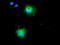 Calcium Binding And Coiled-Coil Domain 2 antibody, TA502153, Origene, Immunofluorescence image 