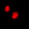 Calcium/Calmodulin Dependent Protein Kinase IV antibody, abx133620, Abbexa, Western Blot image 