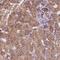 Notch Receptor 3 antibody, HPA044392, Atlas Antibodies, Immunohistochemistry frozen image 