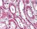 Sirtuin 5 antibody, 49-311, ProSci, Immunohistochemistry frozen image 