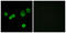 Holocytochrome C Synthase antibody, LS-B10025, Lifespan Biosciences, Immunofluorescence image 
